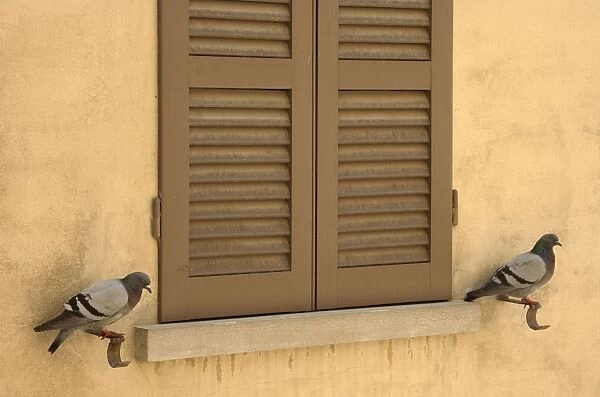 Rock Pigeon  /  Rock Dove - perching at a window facade