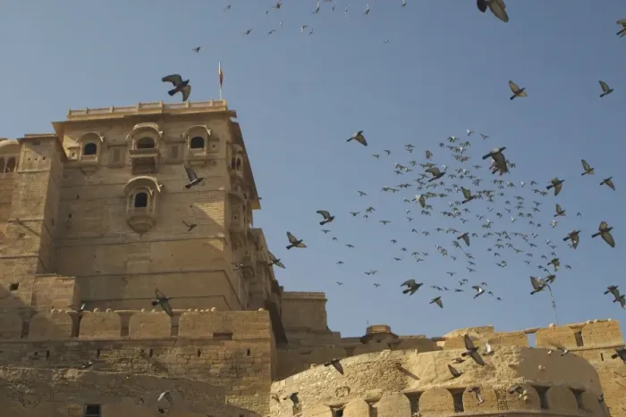 Framed Print : Rock Pigeons - Flock in flight. This ancient hill fort was built in 1156. Inhabits cliffs, ruins and old palaces and forts. Also in cities. Large flocks of Rock Pigeons live in Jaisalmer Fort, Rajasthan, northwest India, Asia Framed Print : Rock Pigeons - Flock in flight. This ancient hill fort was built in 1156. Inhabits cliffs, ruins and old palaces and forts. Also in cities. Large flocks of Rock Pigeons live in Jaisalmer Fort, Rajasthan, northwest India, Asia