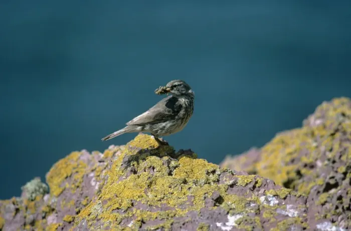 Framed Print : Rock Pipit Framed Print : Rock Pipit