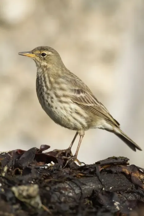 Framed Print : Rock Pipit - coast - Cornwall - UK Framed Print : Rock Pipit - coast - Cornwall - UK