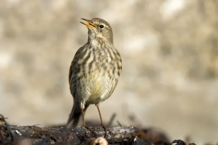 Framed Print : Rock Pipit - Cornwall - UK Framed Print : Rock Pipit - Cornwall - UK