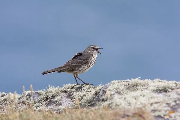 Rock Pipit - Single adult calling while perching on lichen covered rock. Pembrokeshire, Wales, UK
