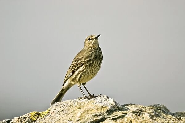 Rock Pipit - Standing on rock - Mull - Scotland