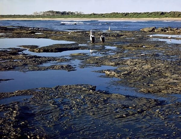 Rock Platform - low tide, pelicans Bundjalung National Park, New South Wales, Australia JPF01736