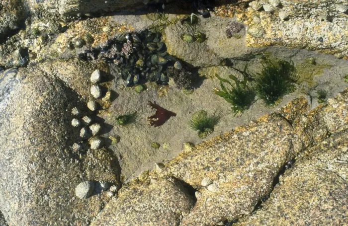 Framed Print : Rock Pool - with limpets, barnacles & seaweed. Cornwall, UK Framed Print : Rock Pool - with limpets, barnacles & seaweed. Cornwall, UK