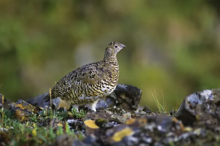 Framed Print : Rock Ptarmigan - Alaskan tundra B1014 Framed Print : Rock Ptarmigan - Alaskan tundra B1014