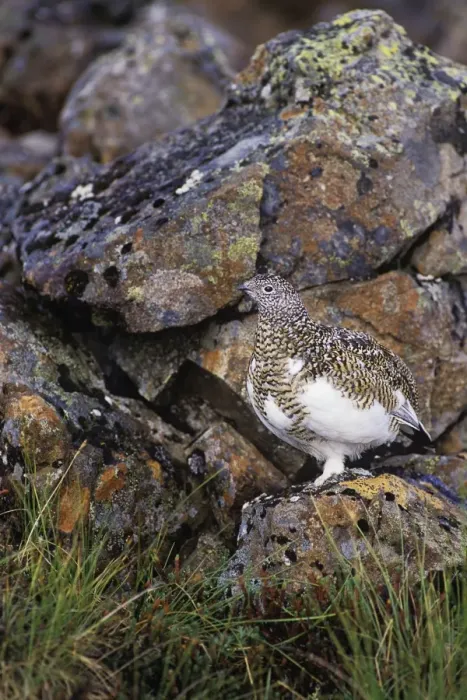 Framed Print : Rock Ptarmigan - Alaskan tundra B1092 Framed Print : Rock Ptarmigan - Alaskan tundra B1092