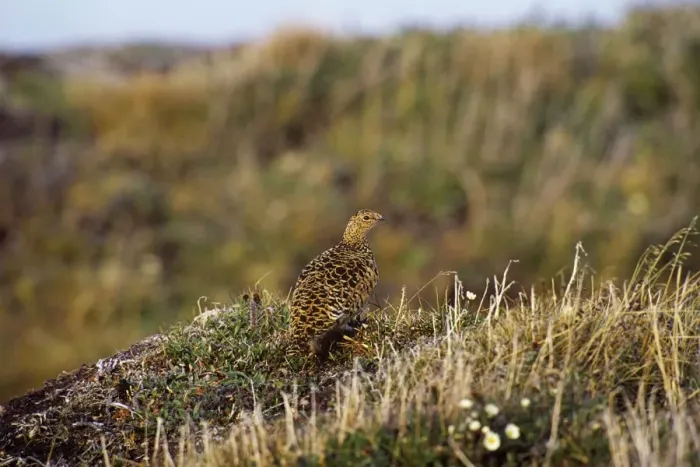 Framed Print : Rock Ptarmigan - Alaskan tundra - June B8145 Framed Print : Rock Ptarmigan - Alaskan tundra - June B8145