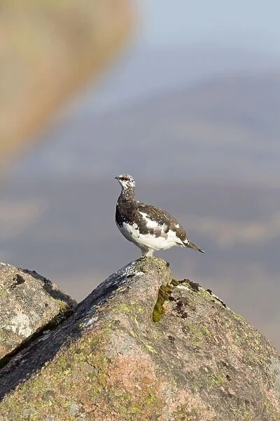 Rock Ptarmigan - male moulting into summer plumage - Cairngorm, Scotland, UK