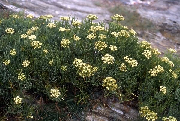 Rock Saphhire flowers