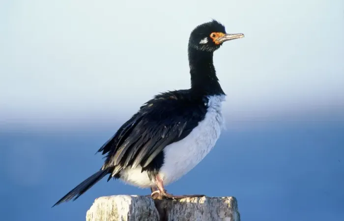 Framed Print : Rock Shag / Cormorant Falklands Framed Print : Rock Shag / Cormorant Falklands