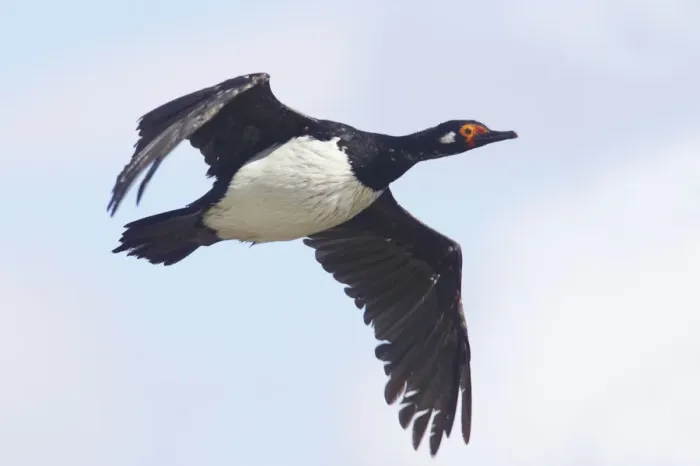 Framed Print : Rock Shag - In flight Phalocrocorax magellanicus Stanley Falklands BI008586 Framed Print : Rock Shag - In flight Phalocrocorax magellanicus Stanley Falklands BI008586