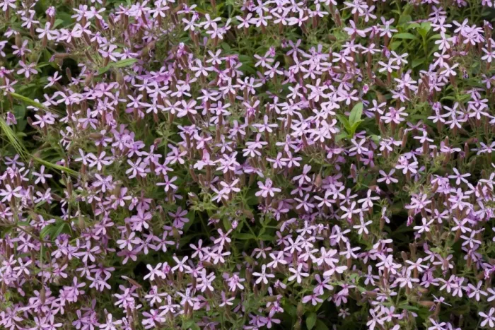 Framed Print : Rock soapwort ( Saponaria ocymoides) in flower, Cevennes, France Framed Print : Rock soapwort ( Saponaria ocymoides) in flower, Cevennes, France