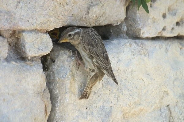 Rock Sparrow at nest. - This nest in a crevice in a rock wall of a Roman ruin at Dougga, Tunisia, North Africa
