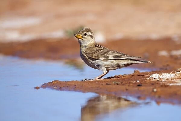 Rock Sparrow - at pool - Spain