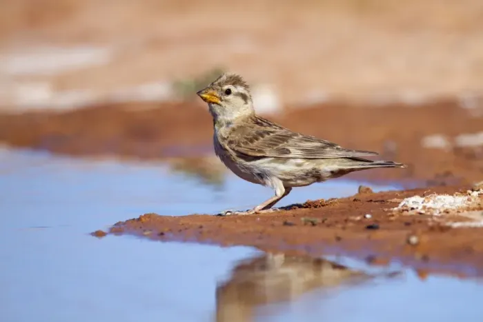 Framed Print : Rock Sparrow - at pool - Spain Framed Print : Rock Sparrow - at pool - Spain