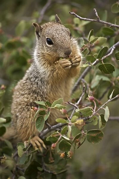 Rock Squirrel - Feeding on serviceberry - Arizona - USA - Largest ground squirrel in its range - Habitat is open rocky areas and oak-juniper growth in canyons - Range is southern Nevada-Utah-Colorado-panhandle of Oklahoma-west Texas-Arizona