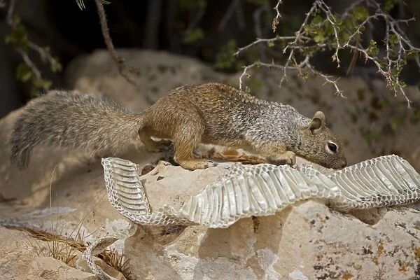 Rock Squirrel - With shed snake skin - Arizona - USA