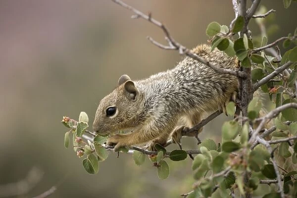 Rock Squirrel (Spermophilus variegatus) - Feeding on serviceberry - Arizona - USA - Largest ground squirrel in its range - Habitat is open rocky areas and oak-juniper growth in canyons - Range is southern Nevada-Utah-Colorado-panhandle of