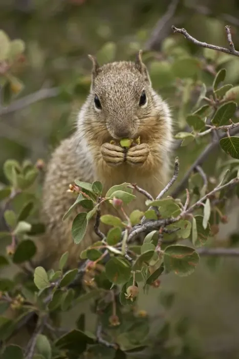 Framed Print : Rock Squirrel (Spermophilus variegatus) - Feeding on serviceberry - Arizona - USA - Largest ground squirrel in its range - Habitat is open rocky areas and oak-juniper growth in canyons - Range is southern Nevada-Utah-Colorado-panhandle of Framed Print : Rock Squirrel (Spermophilus variegatus) - Feeding on serviceberry - Arizona - USA - Largest ground squirrel in its range - Habitat is open rocky areas and oak-juniper growth in canyons - Range is southern Nevada-Utah-Colorado-panhandle of