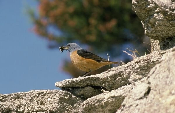 Rock Thrush - male with food in beak