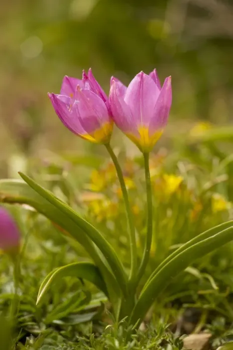 Framed Print : Rock Tulips ( Tulipa saxatilis ) in the mountains of Crete, in the form formerly known as Tulipa bakeri. Omalos, White Mountains, Crete Framed Print : Rock Tulips ( Tulipa saxatilis ) in the mountains of Crete, in the form formerly known as Tulipa bakeri. Omalos, White Mountains, Crete