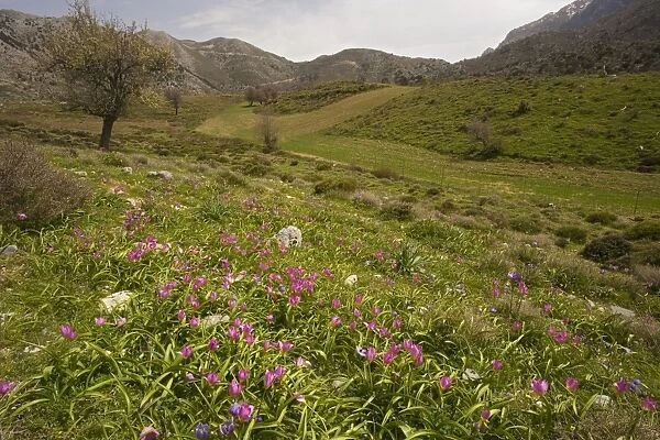 Rock Tulips ( Tulipa saxatilis ) in the mountains of Crete, in the form formerly known as Tulipa bakeri. Omalos, White Mountains, Crete