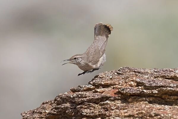 Rock Wren - in flight - January - Anza Borrego Desert - California - USA