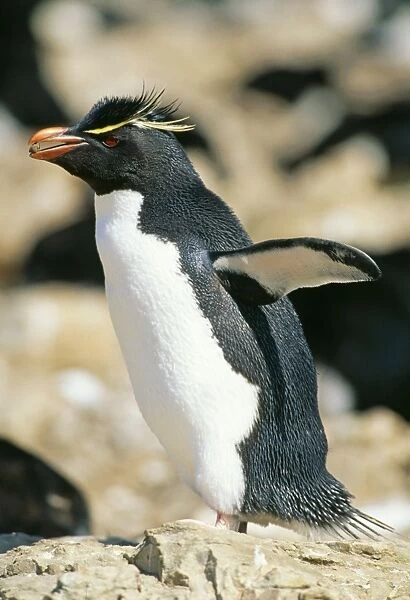 Rockhopper Penguin GET 134 Falklands Eudyptes chrysocome © Geoff Trinder  /  ARDEA LONDON