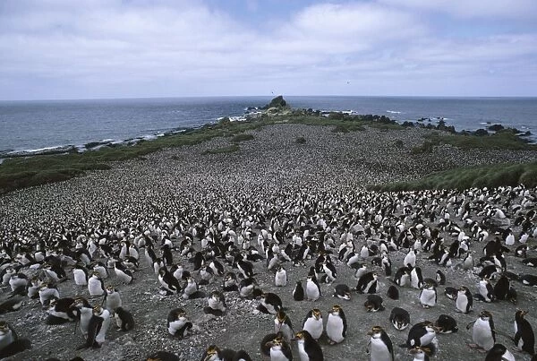 Rockhopper penguin - colony