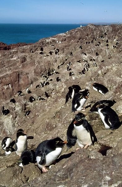 Rockhopper Penguin - colony on rocks by the sea