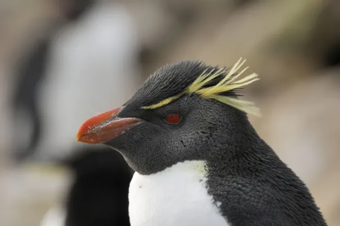 Framed Print : Rockhopper Penguin - Falkland Islands Framed Print : Rockhopper Penguin - Falkland Islands