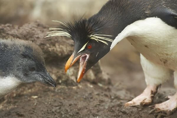 Rockhopper Penguin - Feeding chick Eudyptes chrysocome New Island Falklands BI007999