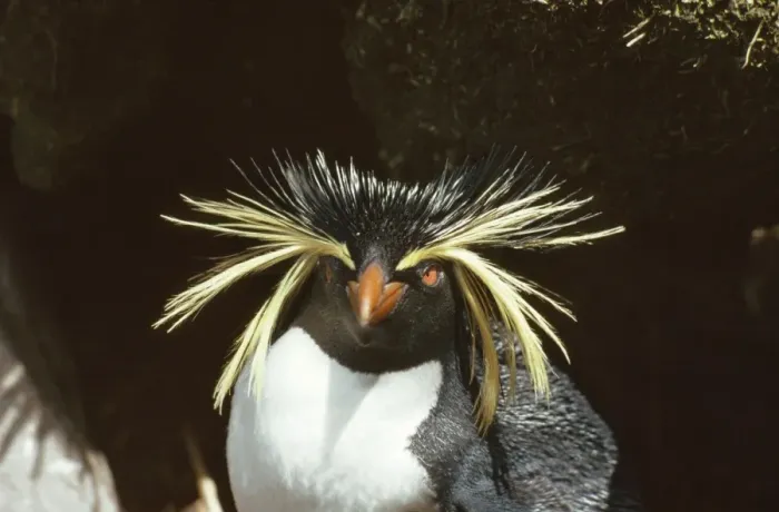 Framed Print : Rockhopper Penguin Gough Island Framed Print : Rockhopper Penguin Gough Island