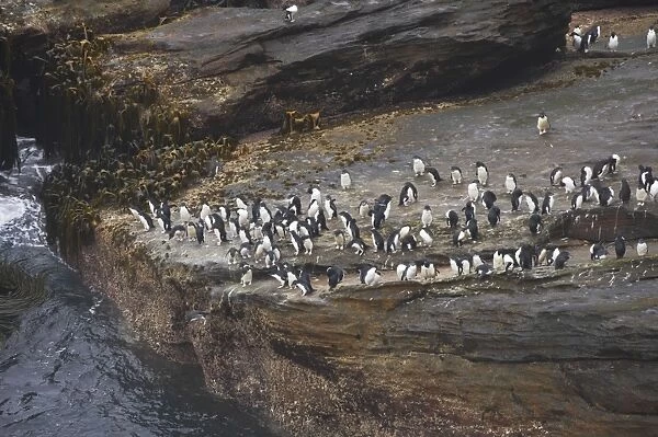 Rockhopper Penguin - Groups waiting to enter sea on rocky coast Eudyptes chrysocome New Island Falklands BI007992