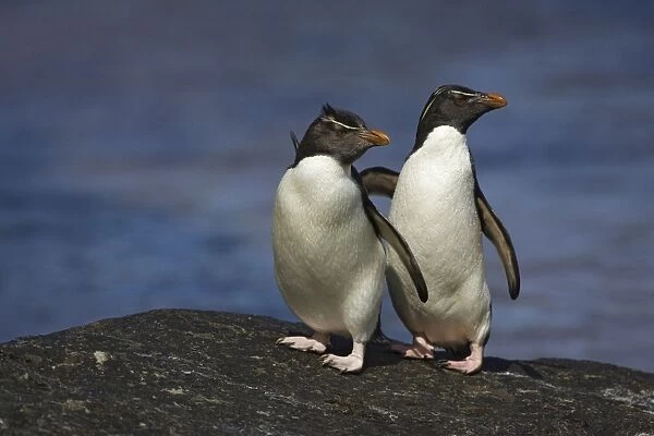 Rockhopper Penguin New Island, Falkland Islands