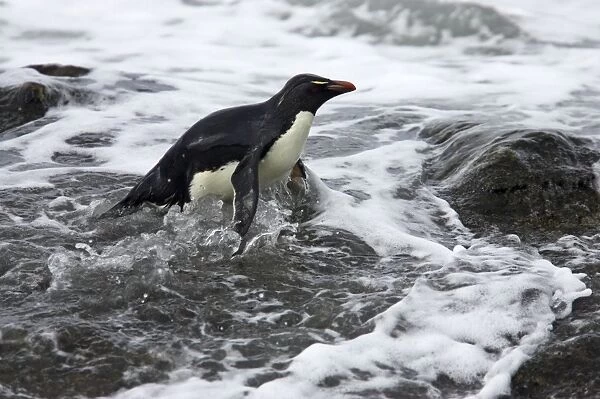 Rockhopper Penguin - Struggling ashore in pounding waves Eudyptes chrysocome Saunders Island Falklands BI007917
