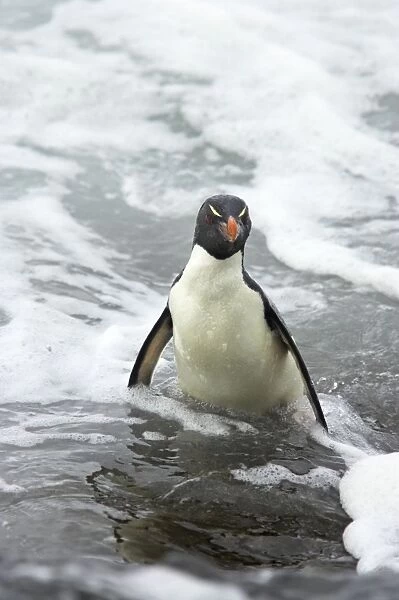 Rockhopper Penguin - Struggling ashore in pounding waves Eudyptes chrysocome Saunders Island Falklands BI007978