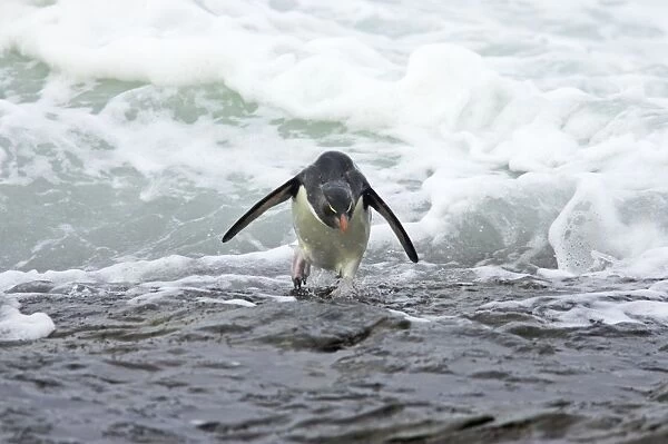 Rockhopper Penguin - Struggling ashore in pounding waves Eudyptes chrysocome Saunders Island Falklands BI007944