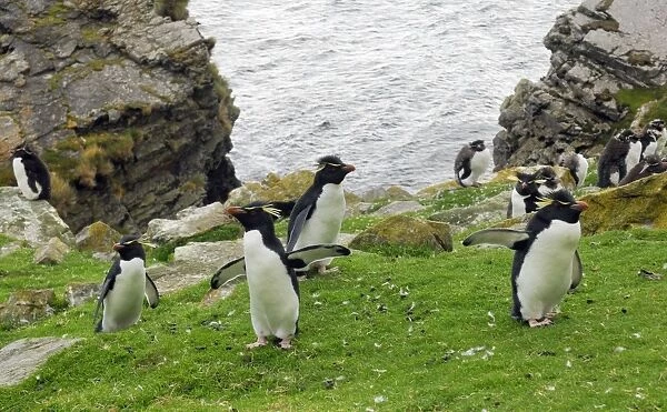 Rockhopper Penguins - On cliff top - Falkland Islands