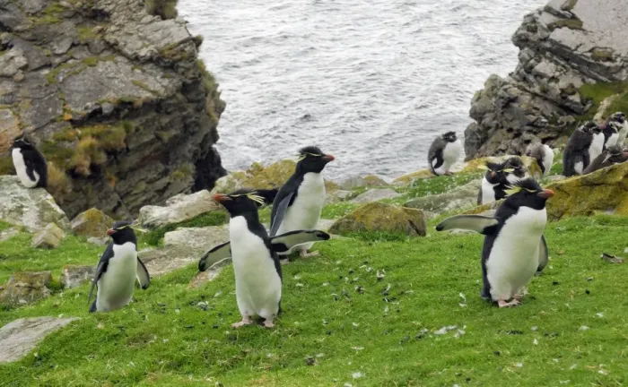 Framed Print : Rockhopper Penguins - On cliff top - Falkland Islands Framed Print : Rockhopper Penguins - On cliff top - Falkland Islands