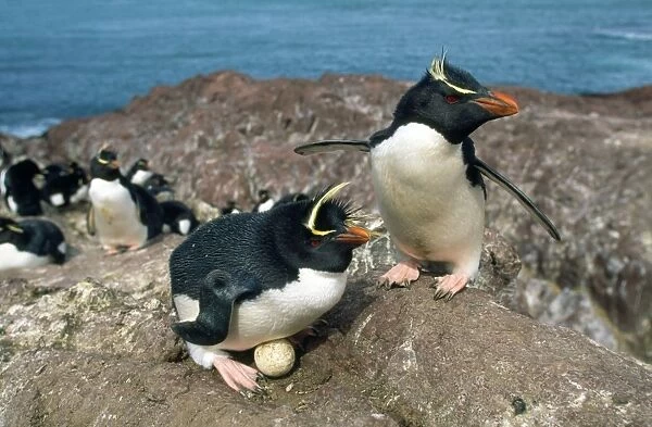 Rockhopper Penguins - and egg - pair at nest with egg