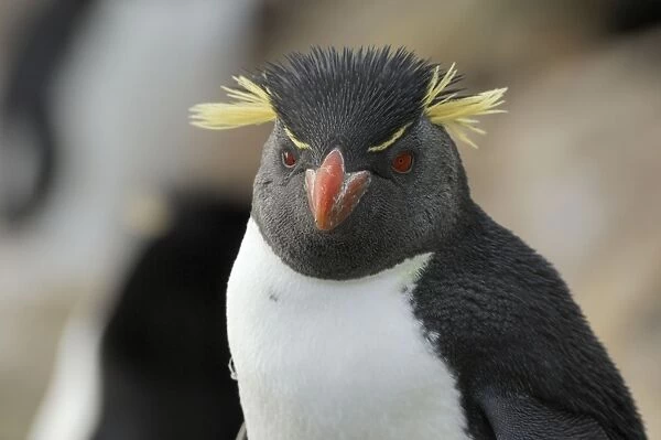Rockhopper Penguins - Falkland Islands