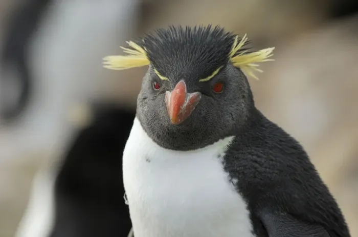 Framed Print : Rockhopper Penguins - Falkland Islands Framed Print : Rockhopper Penguins - Falkland Islands
