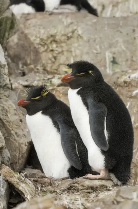 Framed Print : Rockhopper Penguins - Falkland Islands Framed Print : Rockhopper Penguins - Falkland Islands