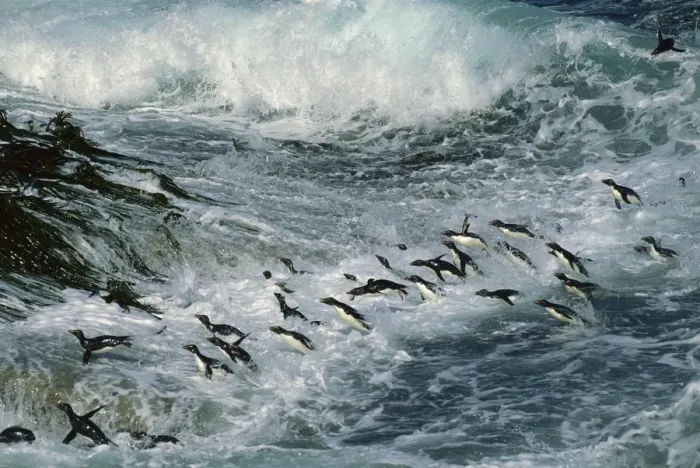 Framed Print : Rockhopper Penguins - surfing into shore, New Island, Falkland Islands, South Atlantic, Islands in the southern oceans JPF31287 Framed Print : Rockhopper Penguins - surfing into shore, New Island, Falkland Islands, South Atlantic, Islands in the southern oceans JPF31287