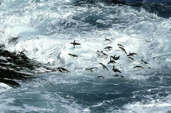 Rockhopper Penguins - surfing into shore, New Island, Falkland Islands, South Atlantic, Islands in the southern oceans JPF31282