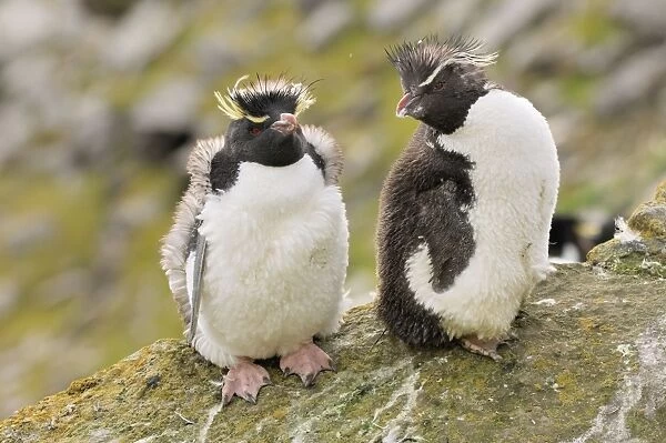 Rockhopper Penguins - Young ones - Falkland Islands