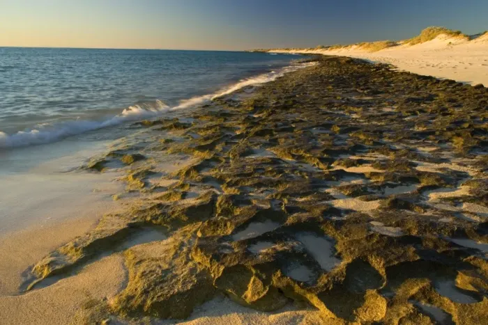 Framed Print : Rocky ledges and beach - water washes over exposed ledges of Ningaloo Reef at incoming tide in last evening light. The deserted beach invites for an evening stroll along the waterline - Cape Range National Park, Ningaloo Reef Marine Park Framed Print : Rocky ledges and beach - water washes over exposed ledges of Ningaloo Reef at incoming tide in last evening light. The deserted beach invites for an evening stroll along the waterline - Cape Range National Park, Ningaloo Reef Marine Park