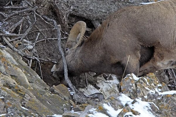 Rocky Mountain Bighorn Sheep - eating the earth to get the salt & minerals. Jasper National Park - Rocky Mountains - Alberta - Canada